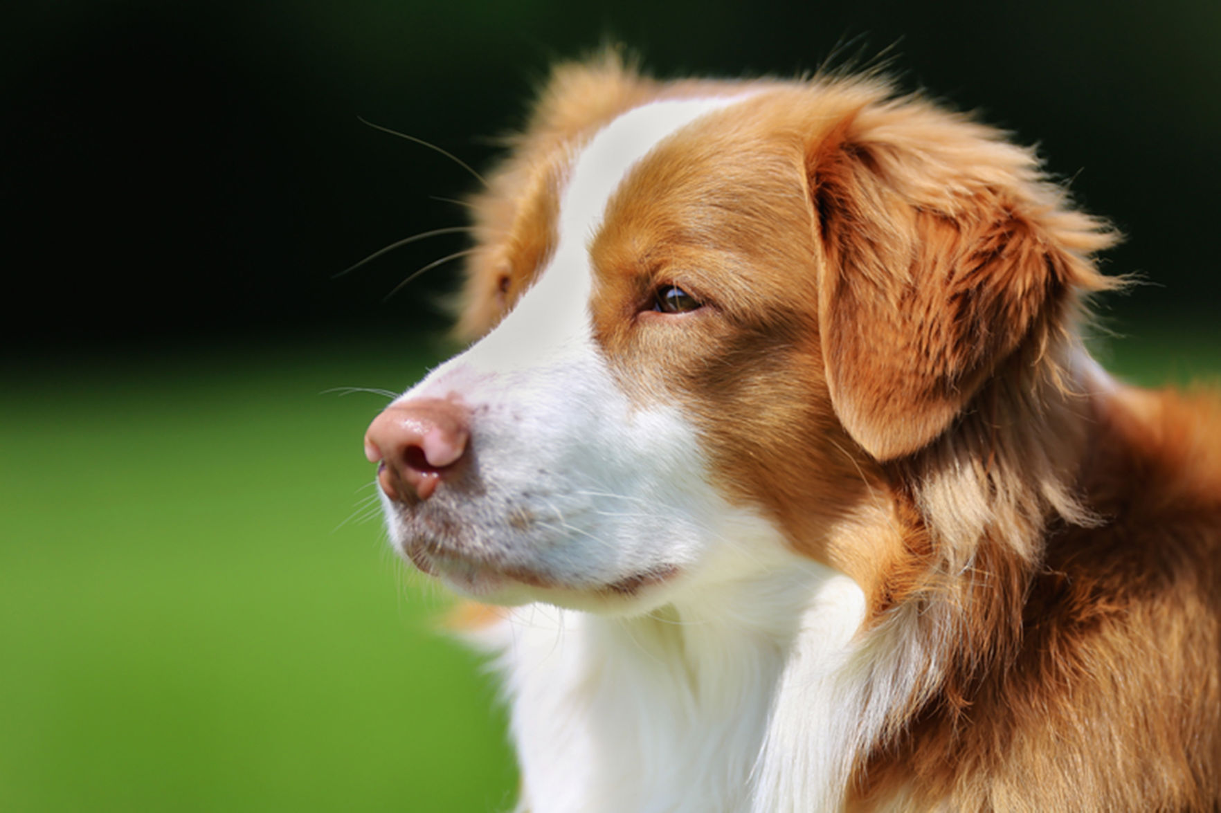Nova Scotia duck tolling retriever